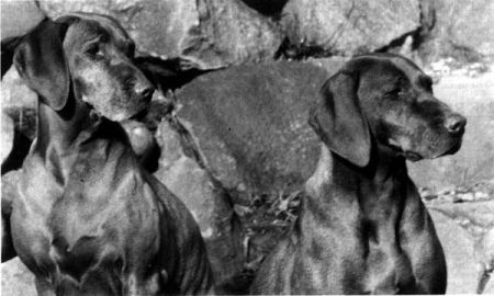 Image of Aranka Melaleuca