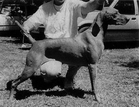 Image of Willowbank Peppermint