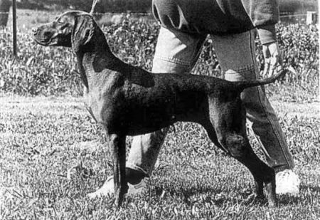 Image of Aranka Melaleuca