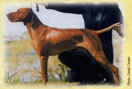 Image of Top Flight Of Szep-Allat