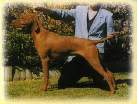 Image of Suave Joe Of Szep-Allat (AI)