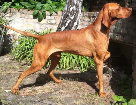 Image of Mátai Apród