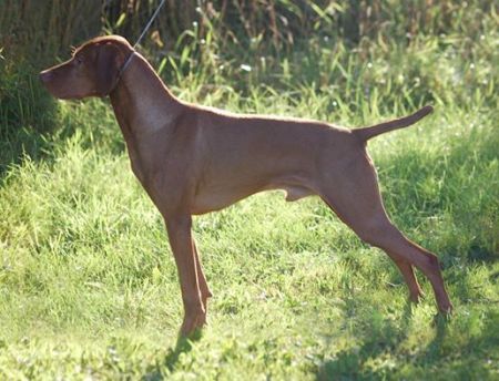 Image of Bajos Bruin At Right Wing