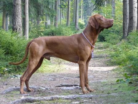 Image of Aggie A Clown Sagia Gray