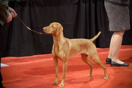 Image of Ourdream's Xenawarriorprincess