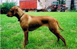 Image of Buttonbucks Elso Brin