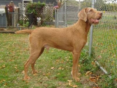 Image of Vizland's Miles Standish