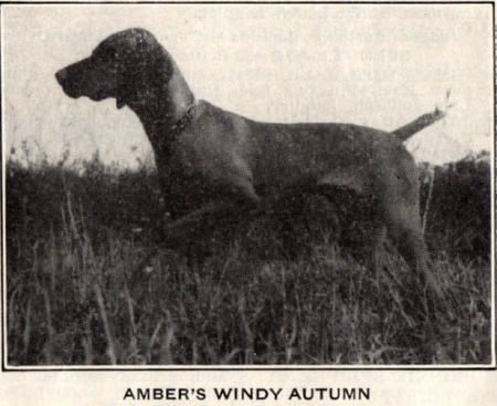 Image of Amber's Windy Autumn