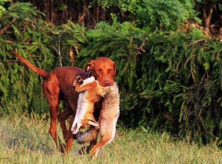 Image of Kit z Kurucovho dvora