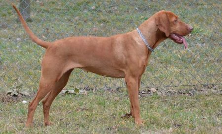 Image of Hakima z Blanenských lesu