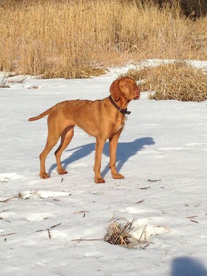 Image of Tara z Bilice