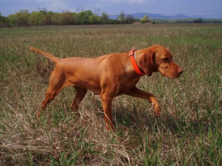 Image of Parlagi Vándor