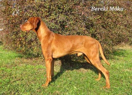 Image of Bereki Móka