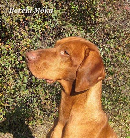 Image of Bereki Móka