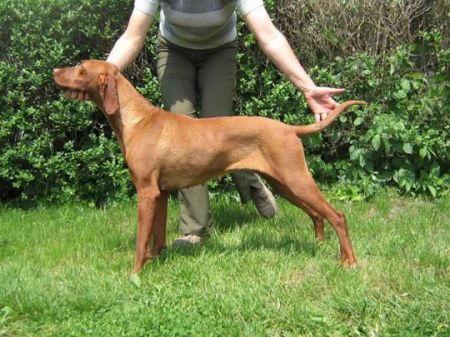 Image of Bereki Huncut