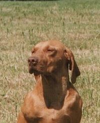 Image of Hubertus Gitár