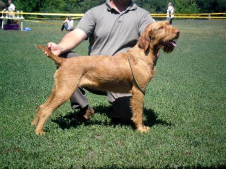 Image of Bolhafészek Bizsu