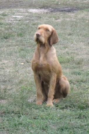 Image of Bolhafészek Bizsu