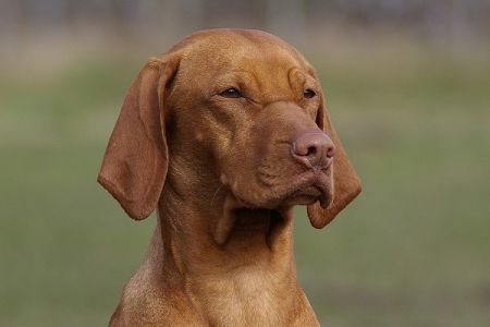 Image of Elena vom Gellertberg