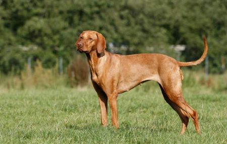 Image of Elena vom Gellertberg