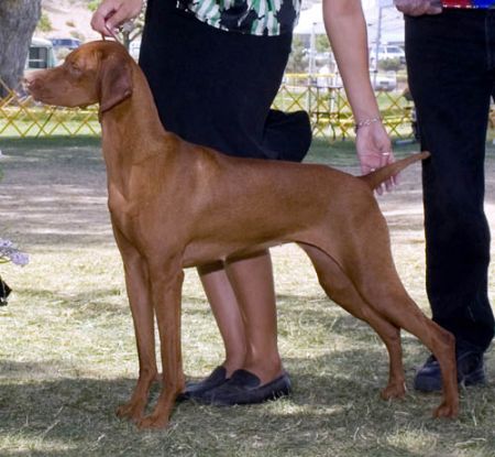 Image of Tamaron's Red Diamond