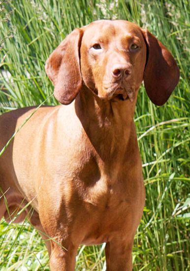 Image of Red Diamond Dream On The Rocks