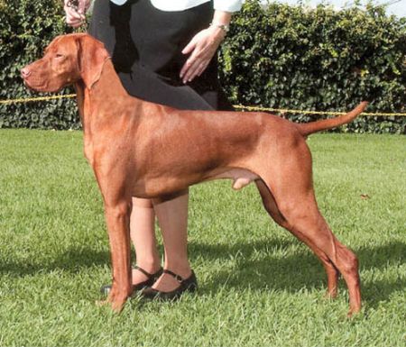 Image of Red Diamond Dare To Dream