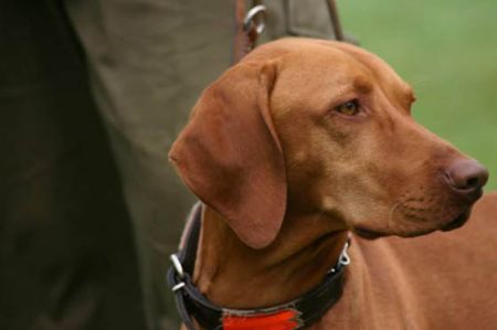 Image of Csaba vom Aurumer Berg