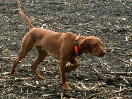 Image of Csaba vom Aurumer Berg