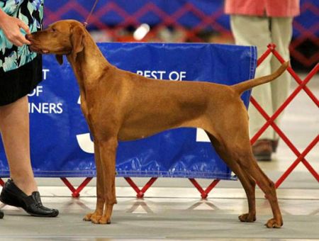 Image of Vizcaya's Firelight Phantasy