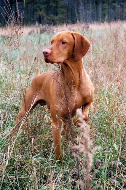 Image of Bayview's Treasured Odinn