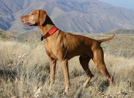 Image of Bayview's Treasured Odinn