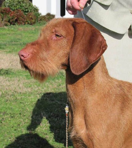 Image of Vizcaya's Gotta Wear Shades