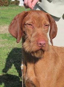 Image of Vizcaya's Gotta Wear Shades