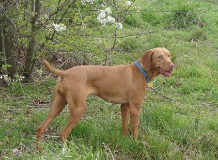 Image of Vizcaya's I Hope You Dance