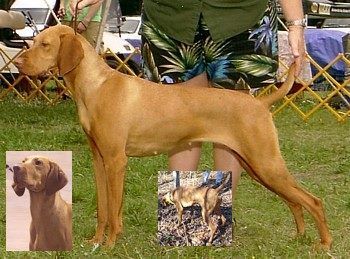 Image of Vizcaya's I Hope You Dance