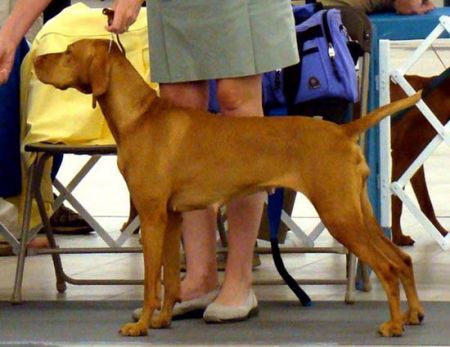 Image of Vizcaya's Last Waltz