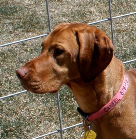 Image of Vizcaya's Last Waltz