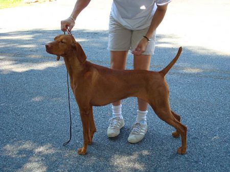 Image of Brittania N Opus One's Last Fling With Ding