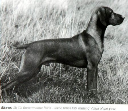 Image of Russetmantle Paris