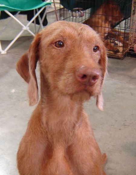 Image of Vizland's Vizcaya Remy Red