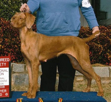 Image of Vizland's Vizcaya Remy Red