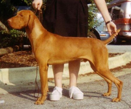 Image of Vizcaya's Gettin' Giggy Wit It