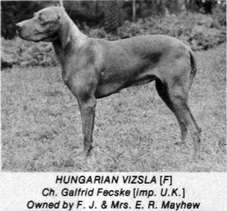 Image of Galfrid Fecske