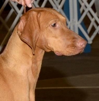 Image of Talisan's Vizcaya Valentine