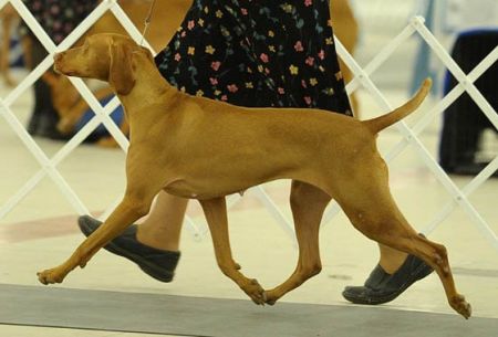 Image of Talisan's Vizcaya Valentine