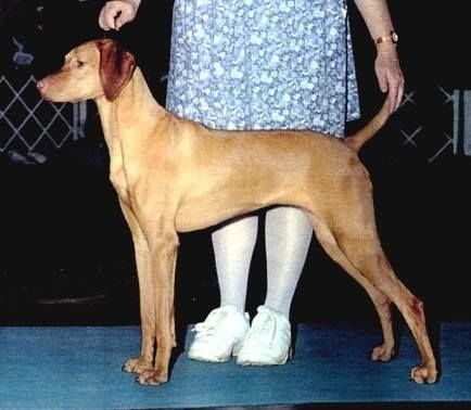 Image of Vizcaya's Ayame Ritz