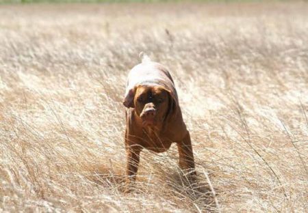 Image of HRQ Guess Who's In Trouble