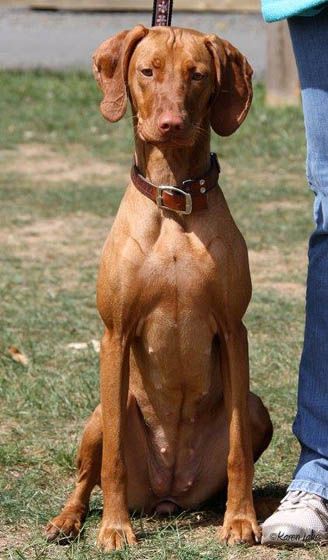 Image of Rhapsody's From Russia With Love