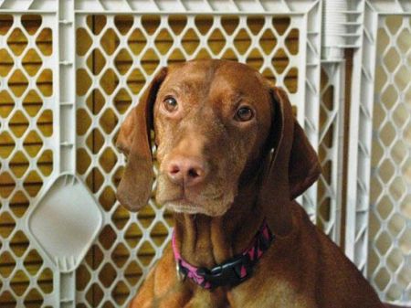 Image of Szizlin Kizmet Rhapsody In Gold